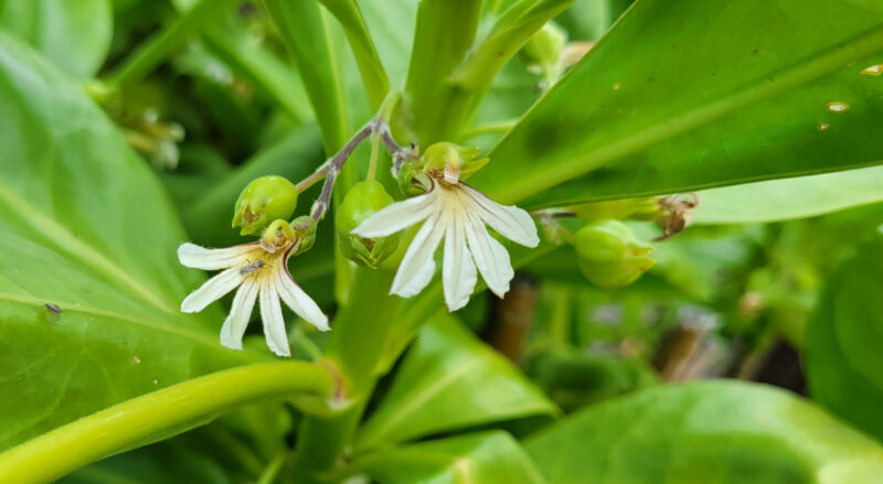 Photo of the Day: Naupaka